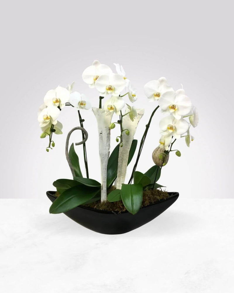 Elegance in Bloom