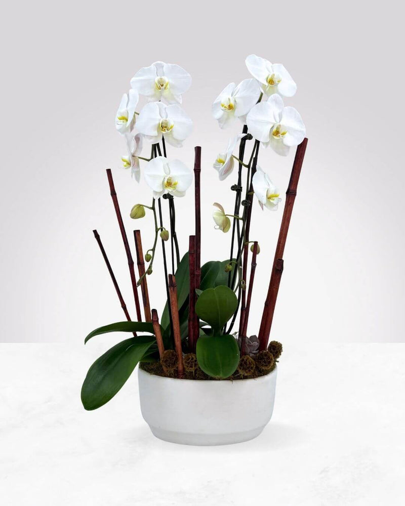 Orchid Bliss