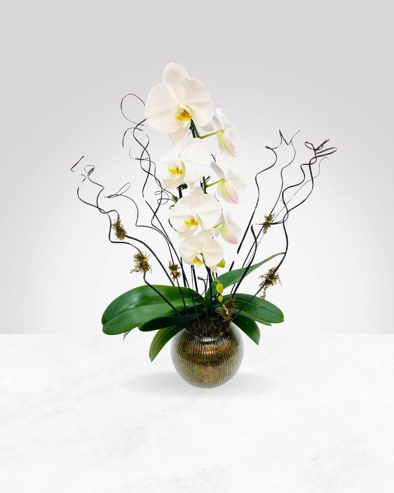 Orchid Whisper