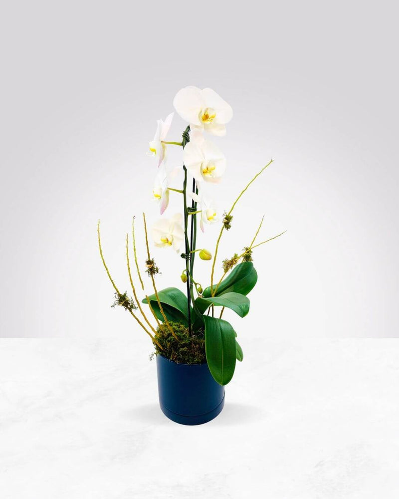 Simplicity in Bloom