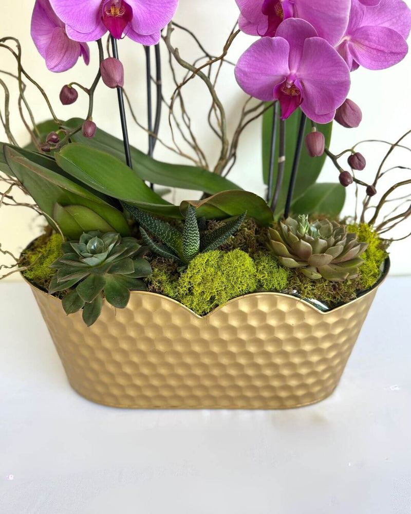 Succulent & Orchids