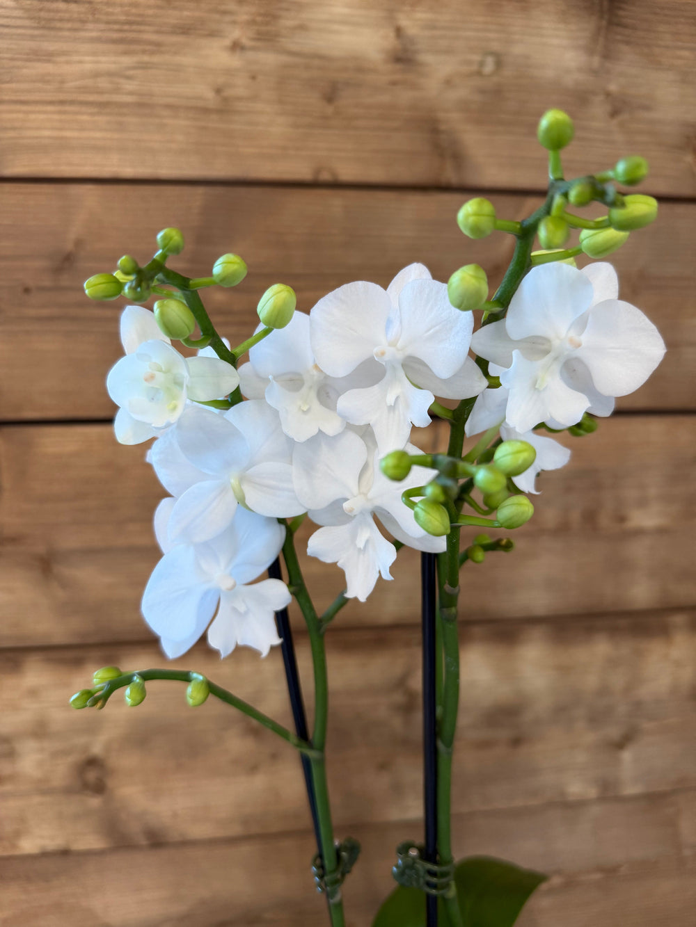 Orchids & House Plants