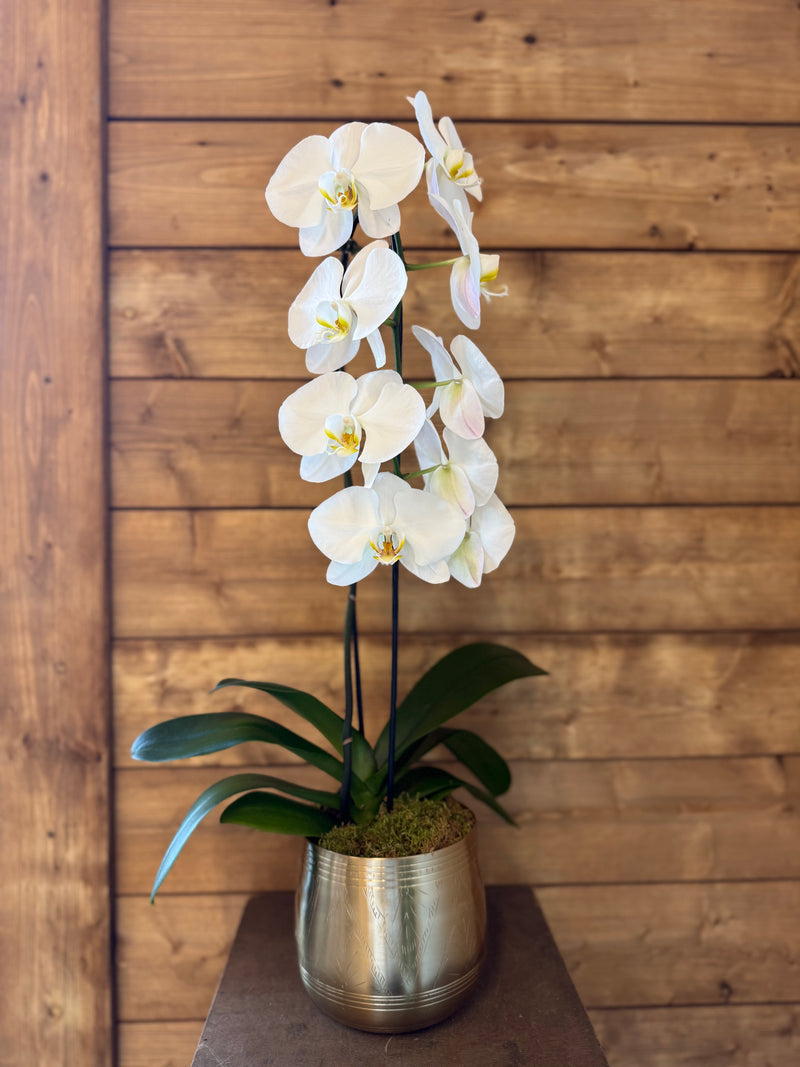 Blooming white orchid plant with glossy green leaves in a gold metal pot.