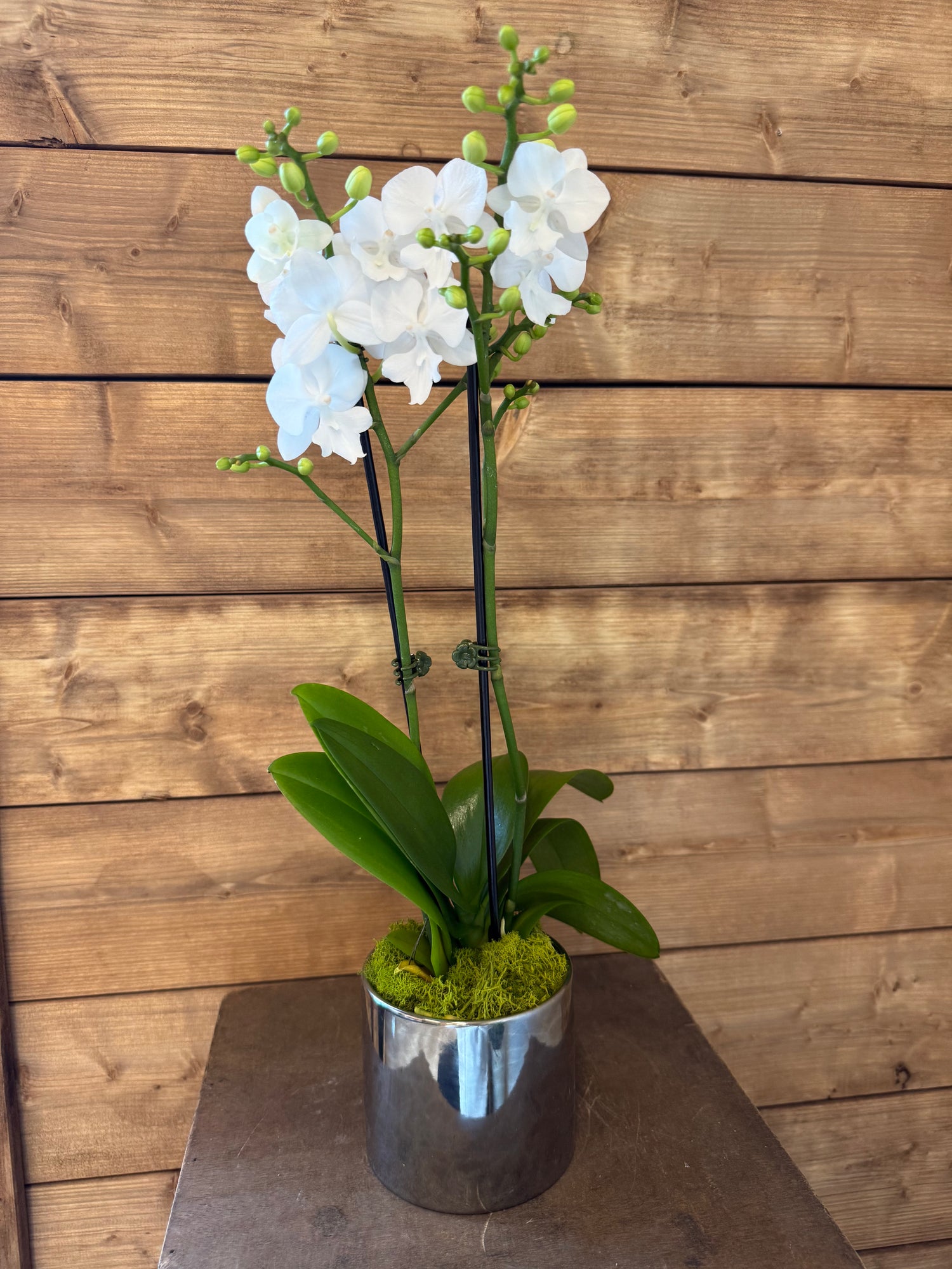 Luna Orchid