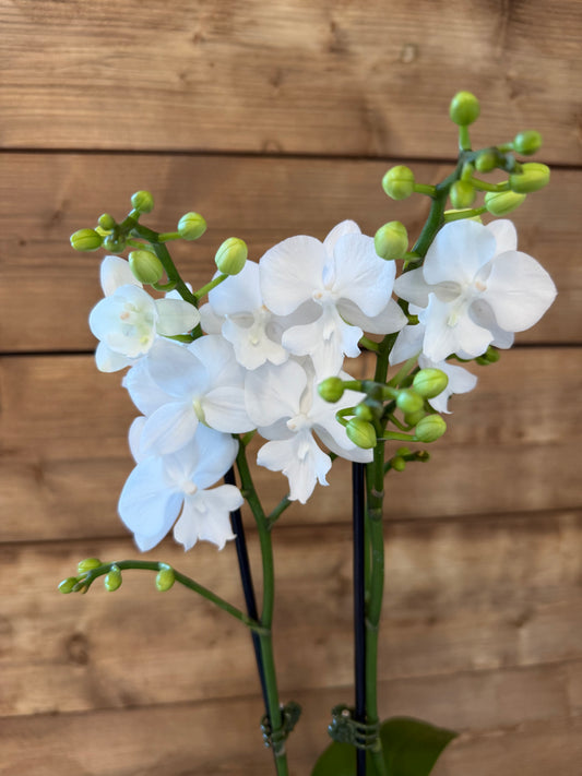 Luna Orchid