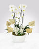 Orchid Enchantment