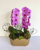 Succulent & Orchids