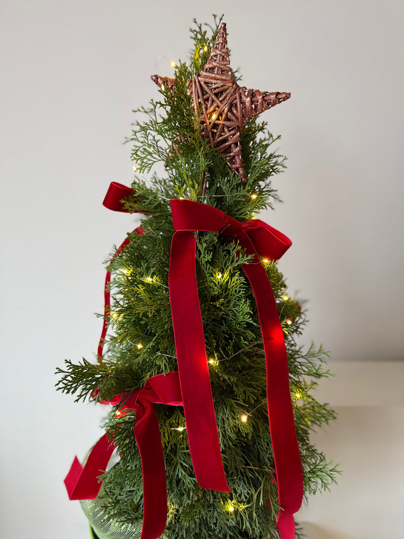 Velvet Star Cedar Tree