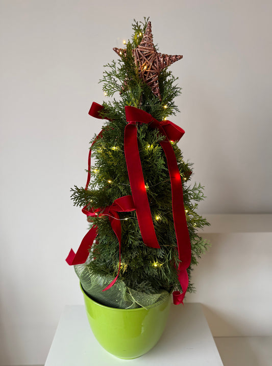 Velvet Star Cedar Tree