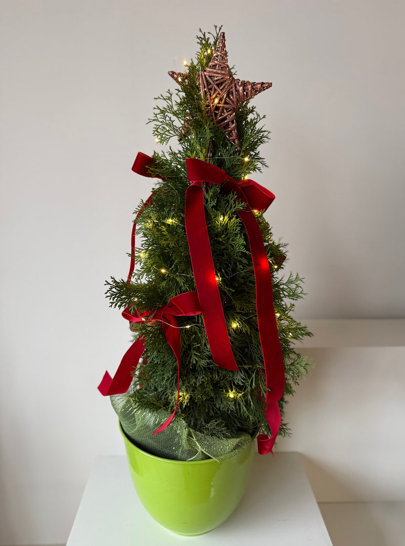 Velvet Star Cedar Tree